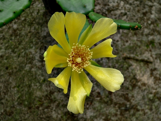 {Opuntia humifusa}
